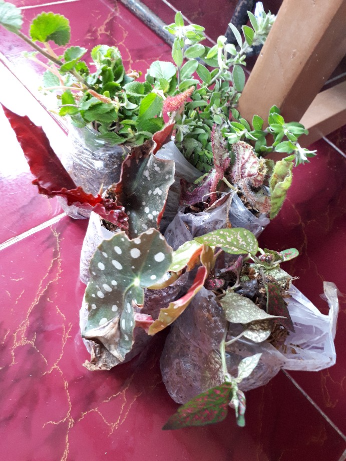 Tanaman Gantung Acalypa Ulat Merah