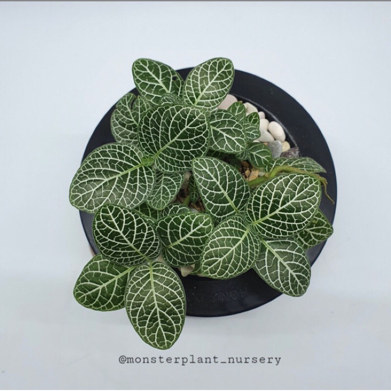 Tanaman hias Fittonia dengan pot self watering Shopee Tanaman hias Fittonia dengan pot self watering Shopee