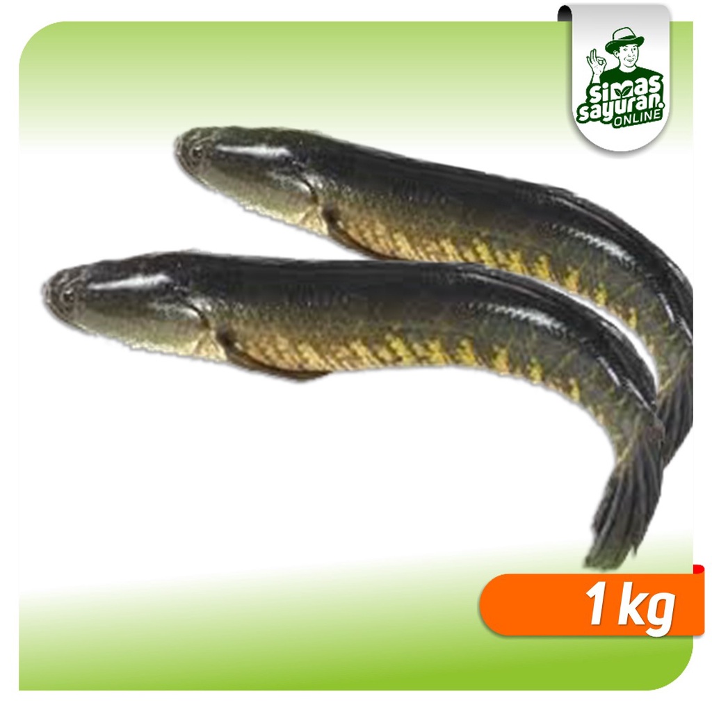 

Ikan Gabus Bersih 1 kg