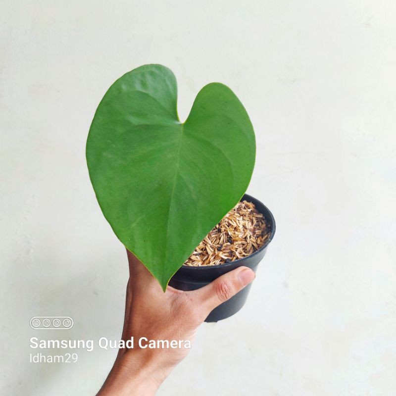 Tanaman Hias Langka Amydrium Humile (Green Love)