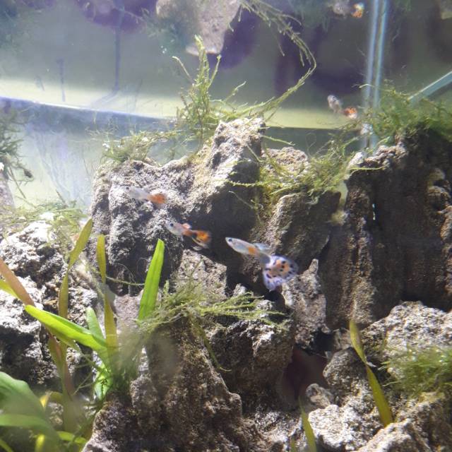 

Ikan gupyy