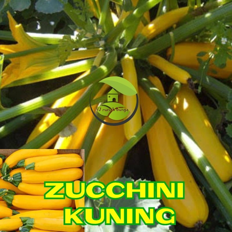 Benih Bibit Zucchini kuning Glowing F1 Benih Labu Zuchini Kuning