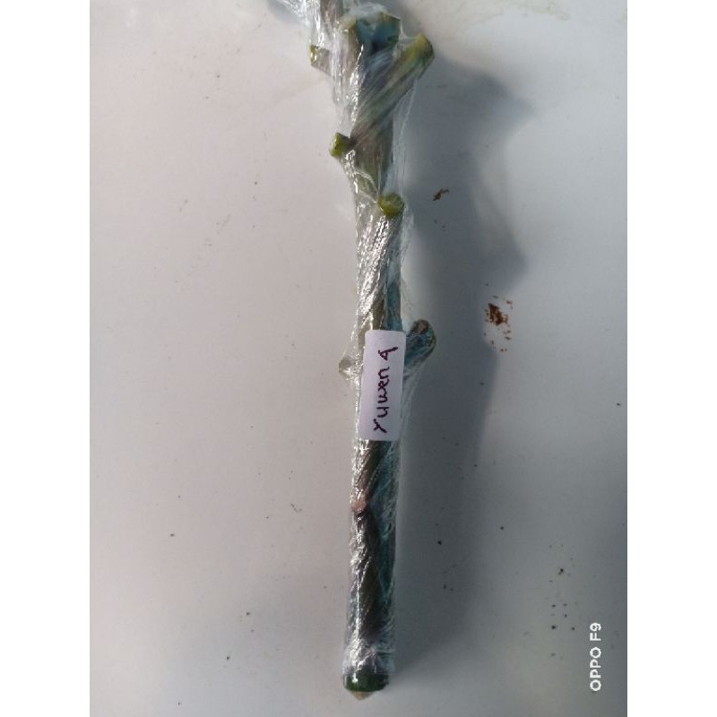 ENTRES/CUTTING MANGGA YUWEN 4