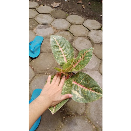 aglonema harley queen