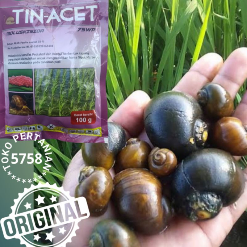 RACUN KEONG TIN-ACET 75 WP 100 gr - OBAT KEONG - RACUN KEONG SAWAH - Toko Pertanian 5758