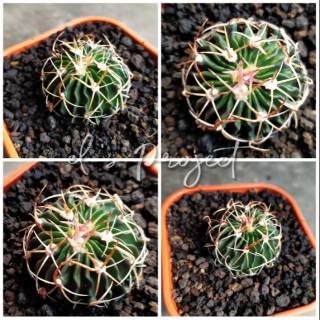 tanaman hias  kaktus  stenocactus braincactus kaktus  import 