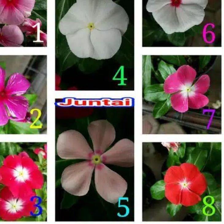 ✤ tanaman hias gantung vinca juntai bunga hidup tanaman hias outdoor bunga vinca bibit ➢