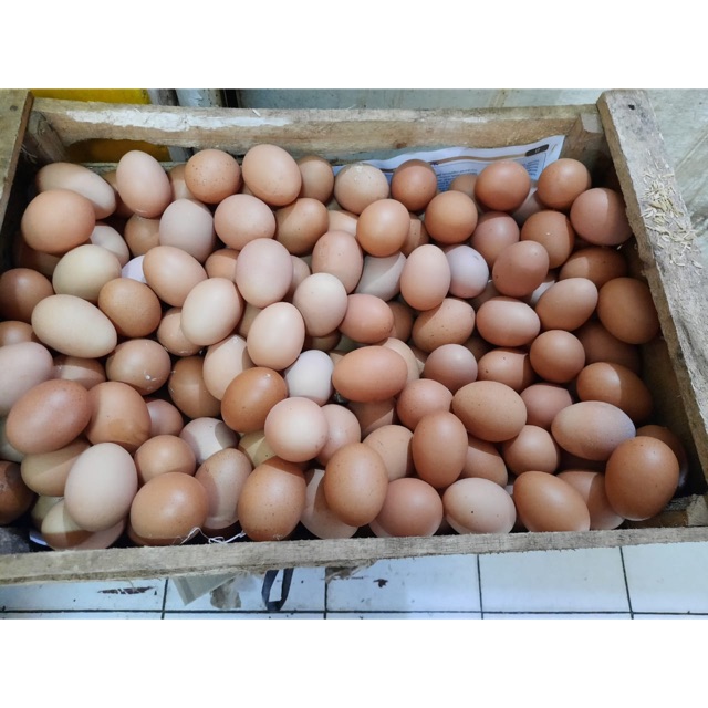 

Telor Ayam Negeri 1 Kg