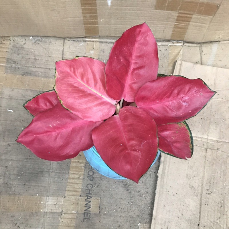 tanaman hias aglonema red cherry