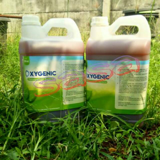 bakteri fotosintesis pertanian 5liter oxygenic/psb/pupuk cair tanaman