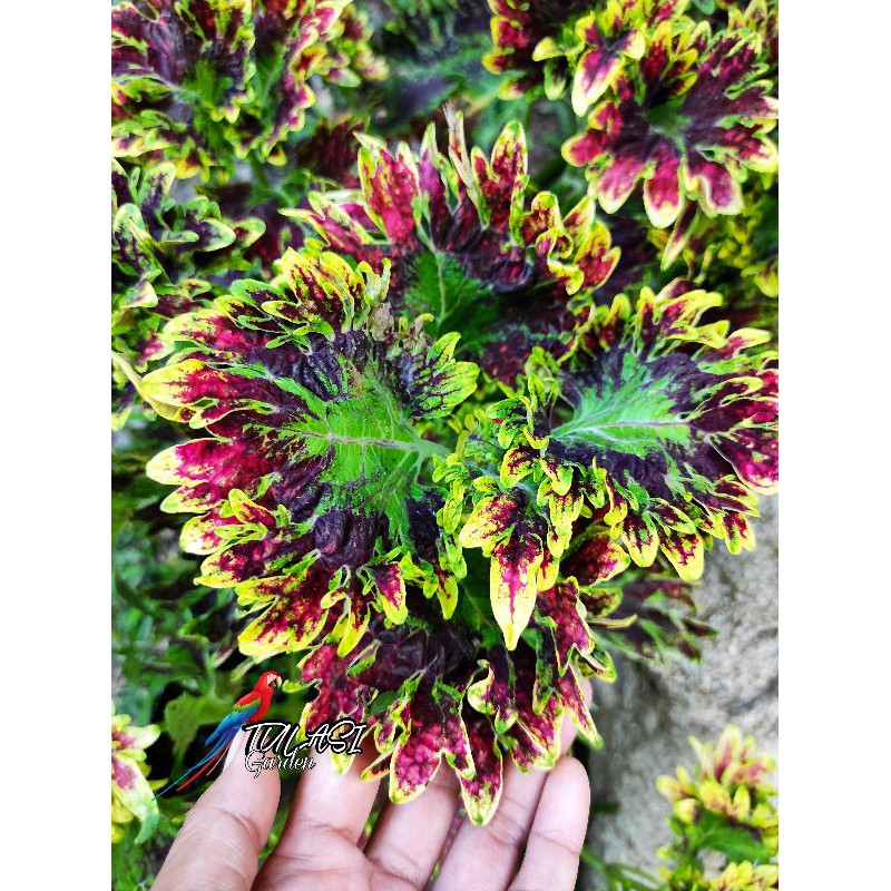 Miana / Miana Super Premium / Coleus / Id Ratu Segoro