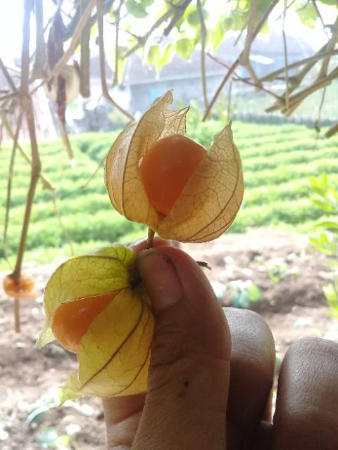 

buah Ciplukan cecendet golden berry 100gr fresh