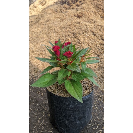 Celosia jengger ayam merah - tanaman celosia cristata red murah