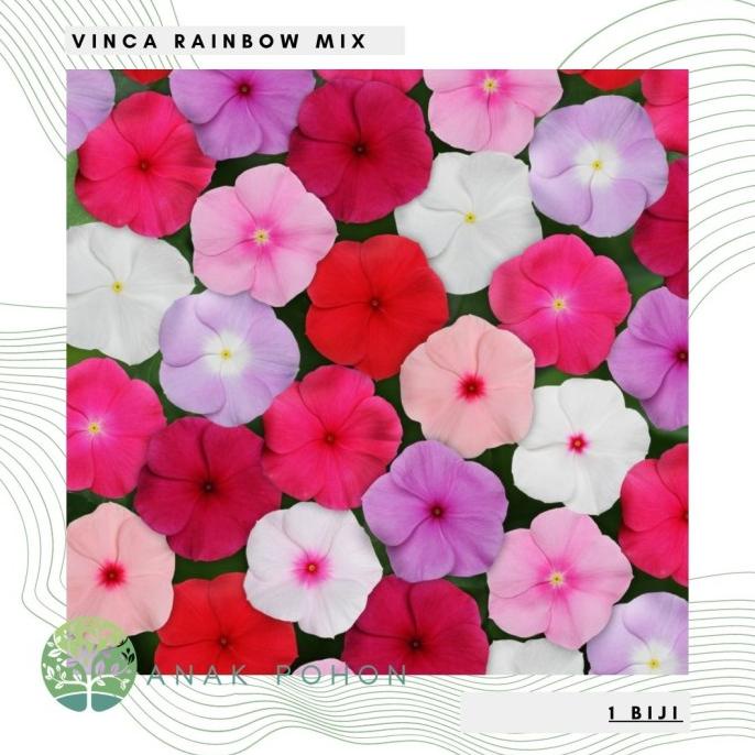 Benih Bibit Biji - Bunga Vinca Rainbow Mix Flower Seeds - IMPORT (5 biji) ANPN62 Berkualitas
