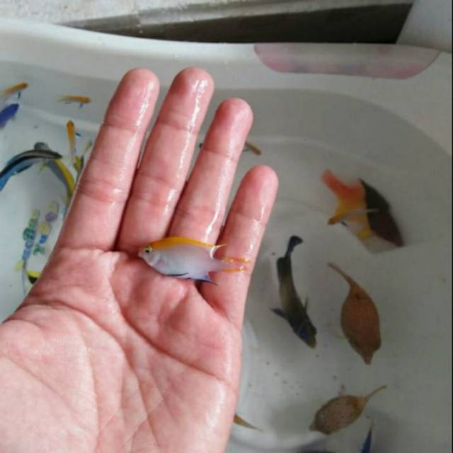 Ikan Betok Dasi Biru (ikan hias laut)