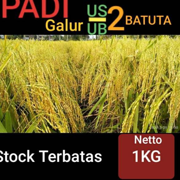 ✰R0 Benih Padi UB2 BATUTA / Benih Padi US2 BATUTA Lokal Aceh ⋆ ★★★