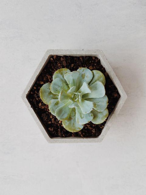 Pot Mini Sukulen/kaktus Segi Enam D:7 Cm