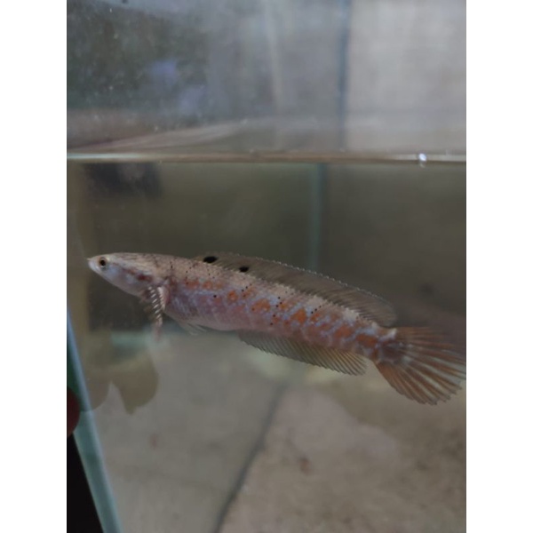 

Red Stripe Pulchra