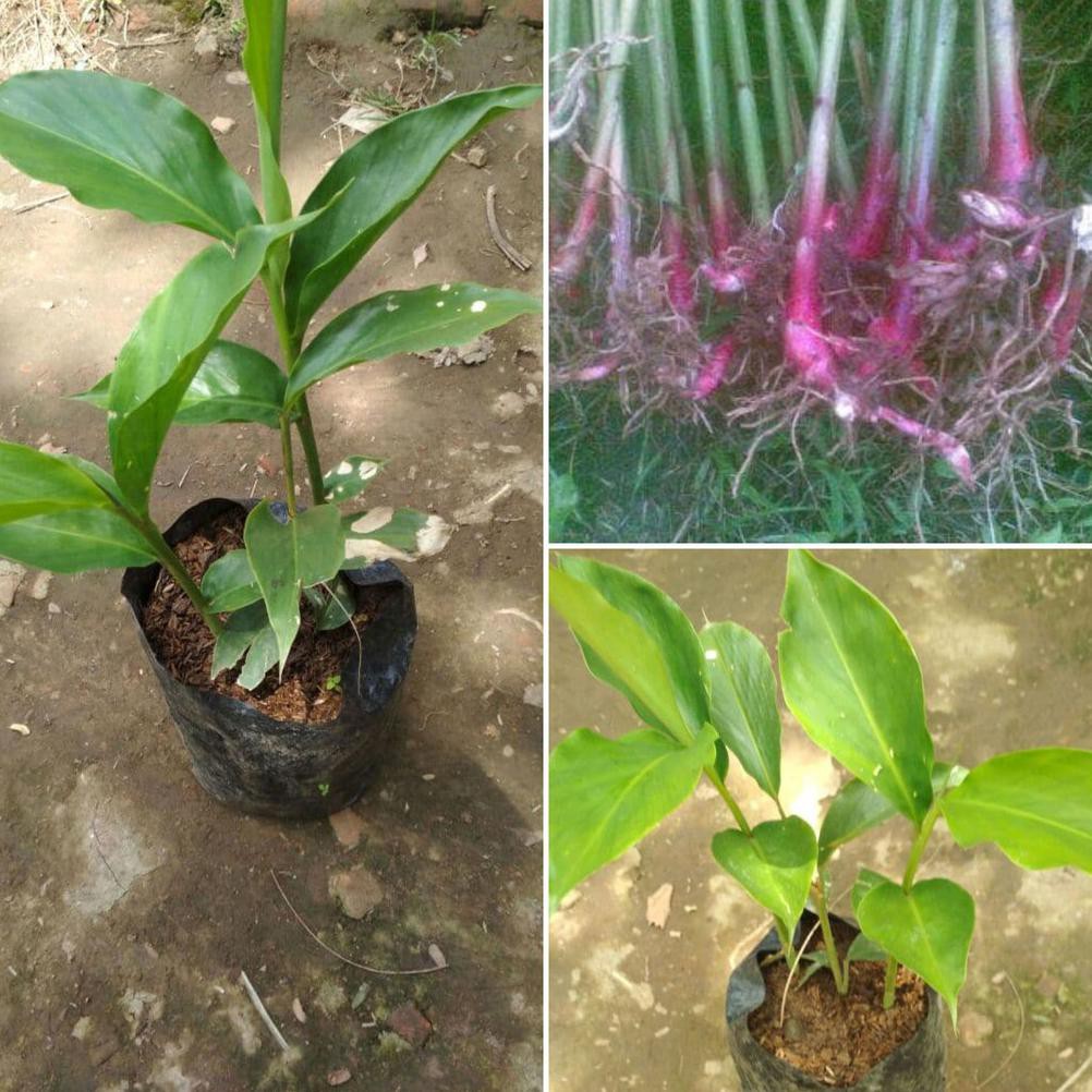 Bibit Tanaman Kapulaga