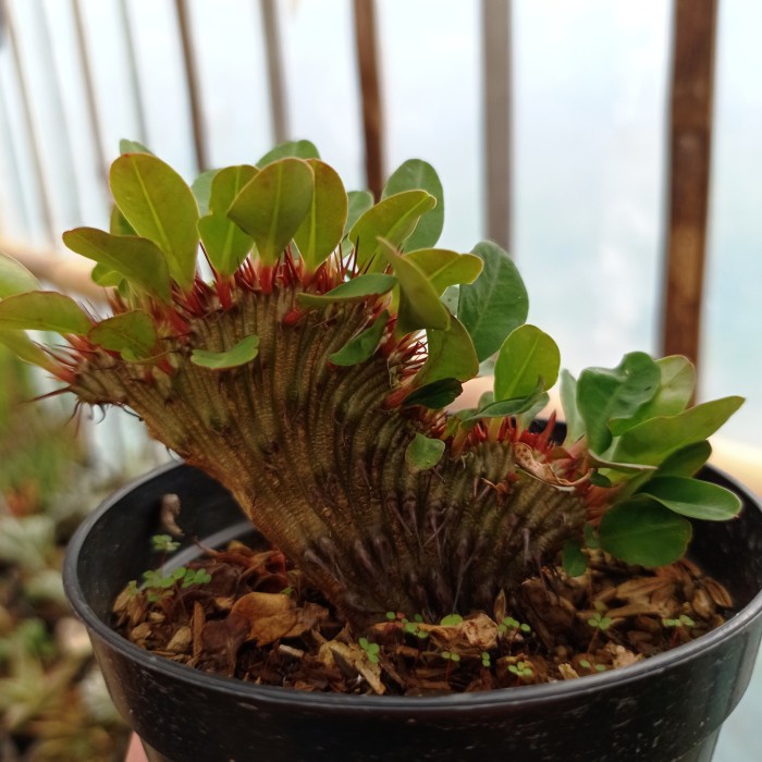 Euphorbia milii cristata