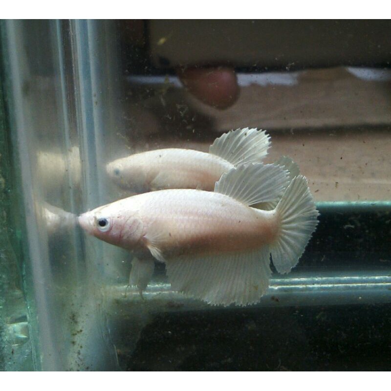 cupang white platinum/female/real pic