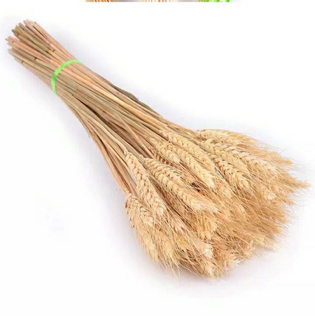 1 pcs bunga kering Gandum natural &amp; bleaching