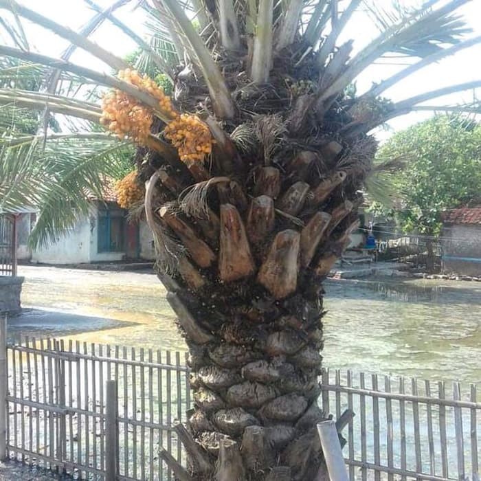 PROMO pohon Kurma sudah berbuah ukuran 2-3 meteran .