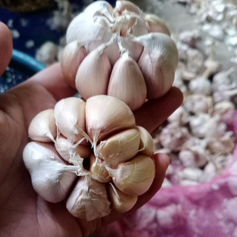 

Bawang putih best quality setengah kilo
