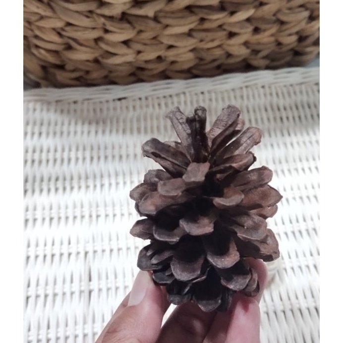 BIJI PINUS / BUNGA PINUS