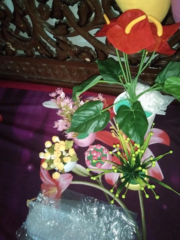 Tanaman Rumput Renda Pastel