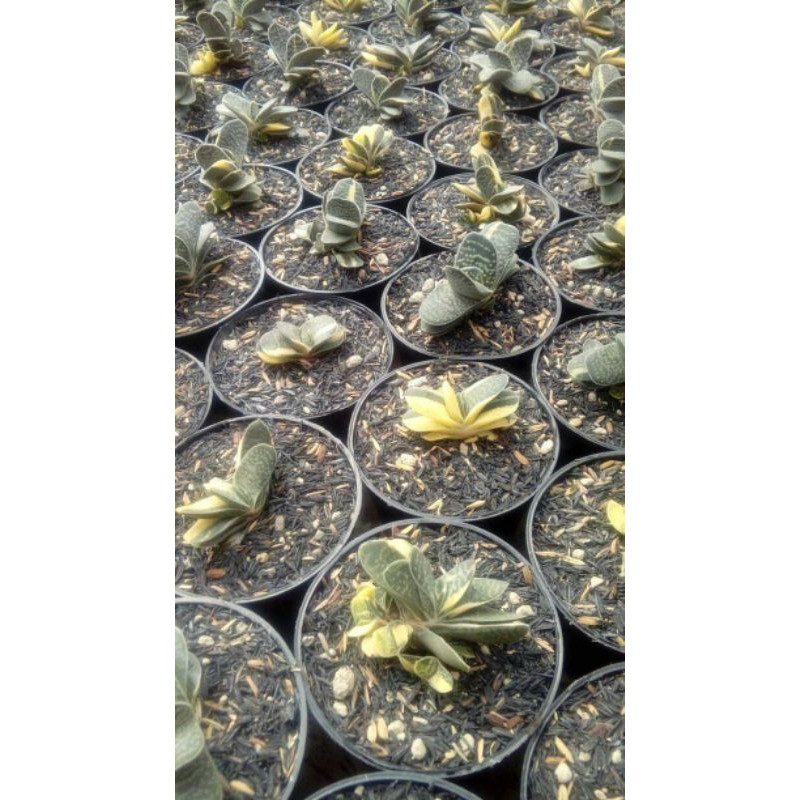 Gasteria fujimini variegata