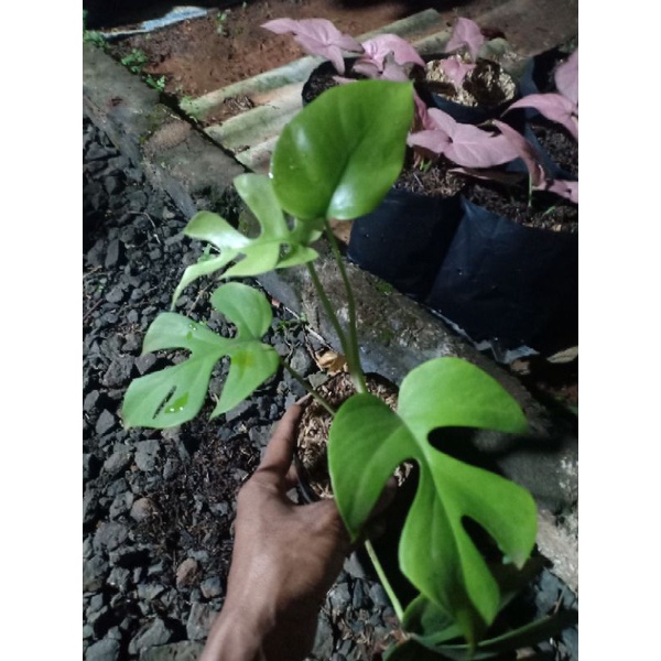 monstera mini 3 daun monstera mini