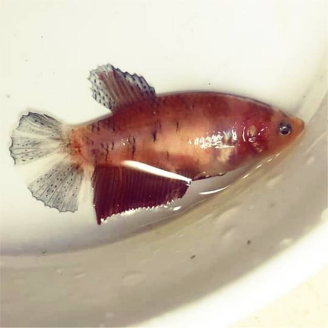 Ikan cupang giant koi betina ukuran 4,4cm siap pijah