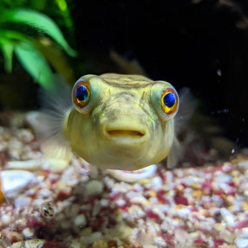 Hiasan aquarium / ikan hias buntal fahaka asli air tawar L