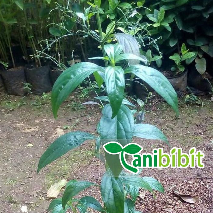 Bibit Tanaman Sambiloto - Pohon Sambiloto - Daun Sambiloto