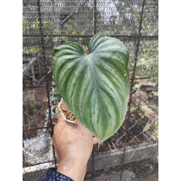 Philodendron plowmanii 1 daun