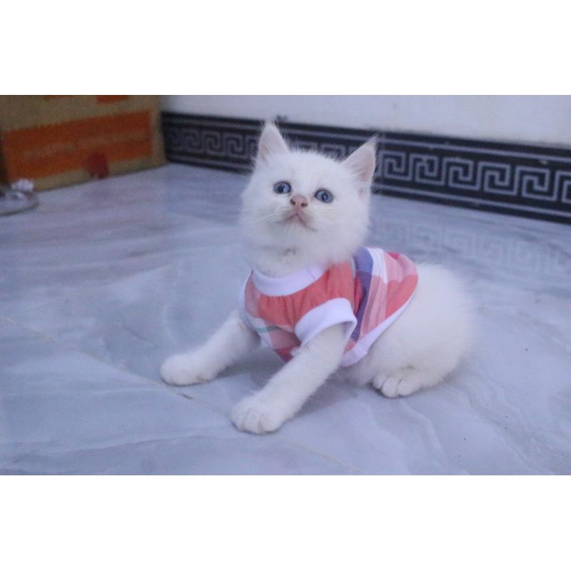 Kaos rumahan kotak-kotak pelangi untuk kucing dan anjing / baju kucing murah size S-XL