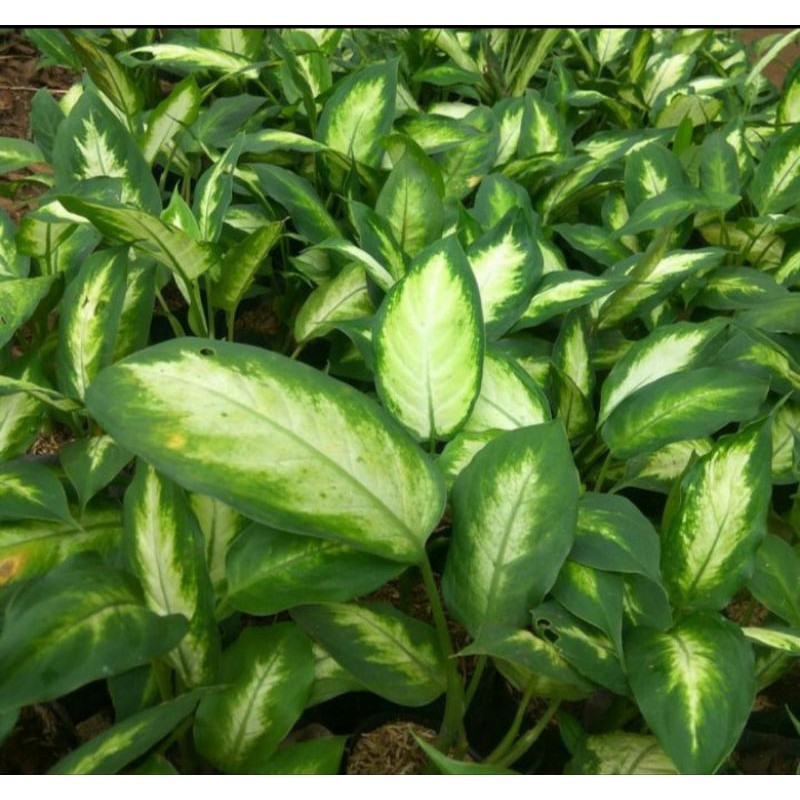 tanaman Aglonema tisu - aglonema tisu putih