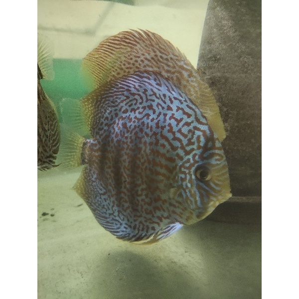 ikan Discus pair leopard