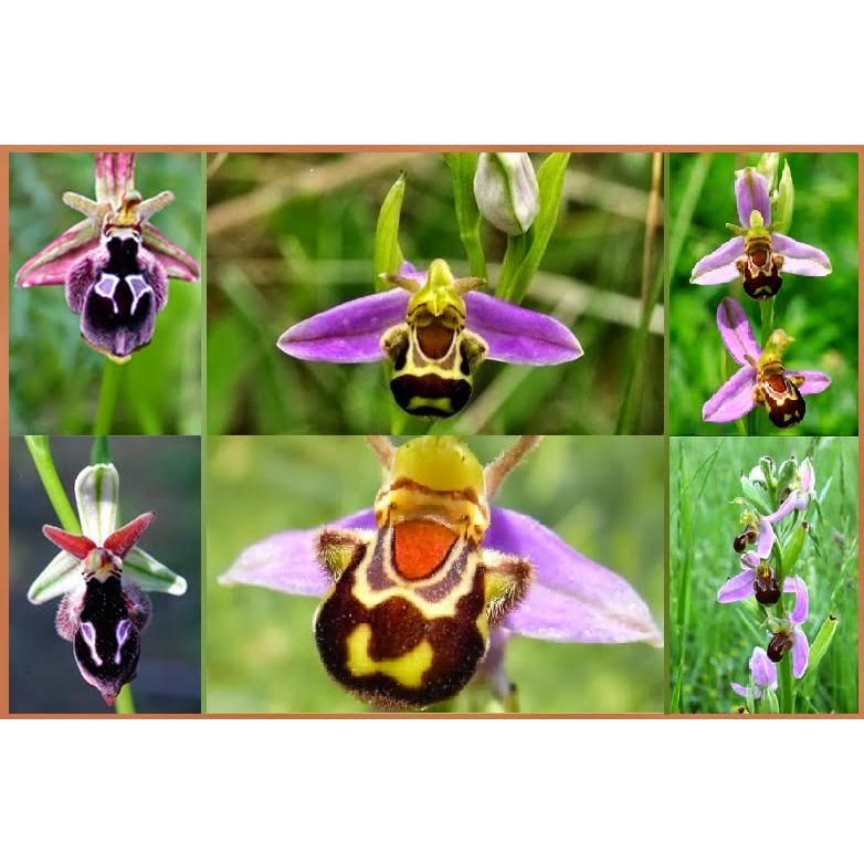 Bibit Benih Biji Bunga Anggrek Lebah - Benih Pohon Bunga Anggrek Lebah - Bunga Anggrek - COD