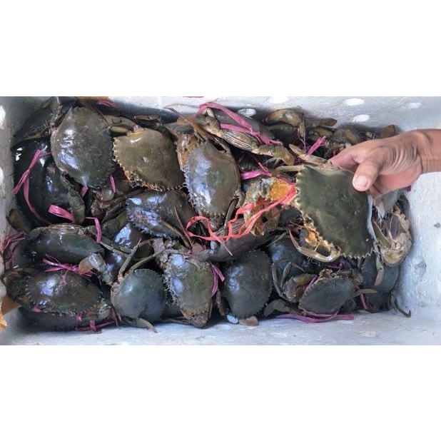 

Kepiting telur 1 kg