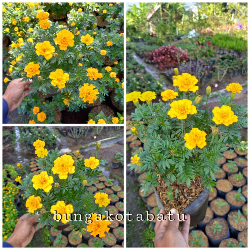 Tanaman Hias Kenikir Bunga Kuning