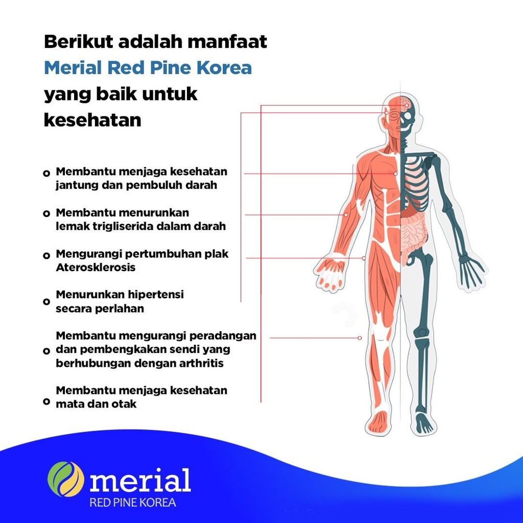 Obat Kolesterol MERIAL RED PINE KOREA 100% Original Pinus Merah Penurun Kolestrol Darah Tinggi Suplemen Keseharan Herbal Fish Oil DHA EPA 30 Kapsul