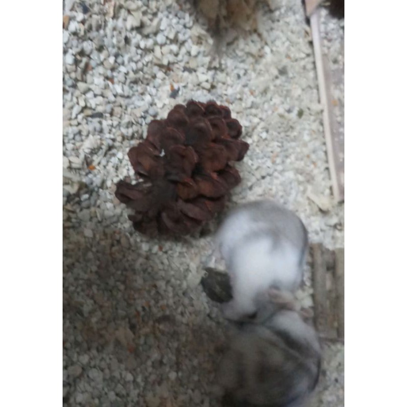 MAINAN HAMSTER - BUAH PINUS KERING - GIGITAN HAMSTER - PINE CONE CORK