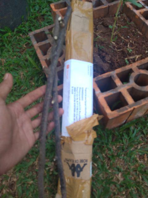 Tanaman Hias Bougenville Singapur Varigata Sudah Berakar. Bogenvile