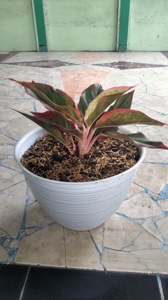 Aglaonema / Aglonema Lipstick / Siam Aurora
