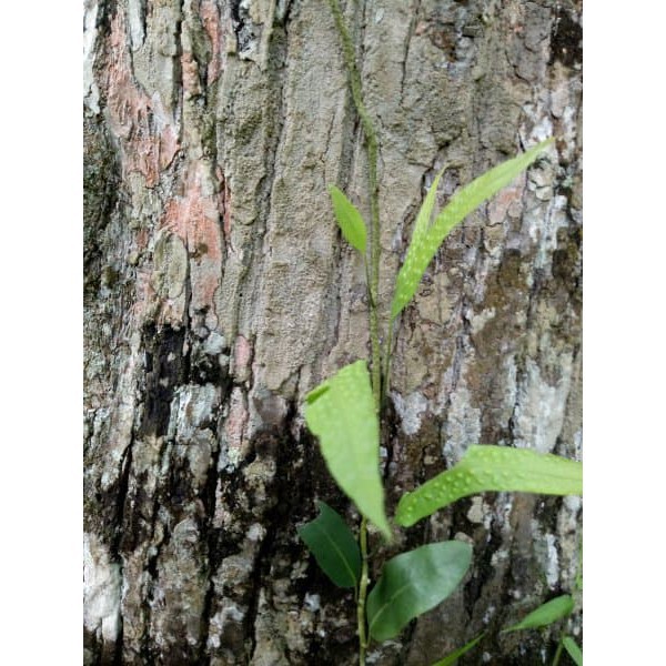 

terabaru Bibit Tanaman Pakis Rambat Paku Hutan Langka Koleksi segar