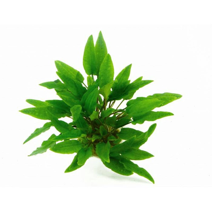 tanaman aquascape cryptocoryne wendtii green Shopee Indonesia