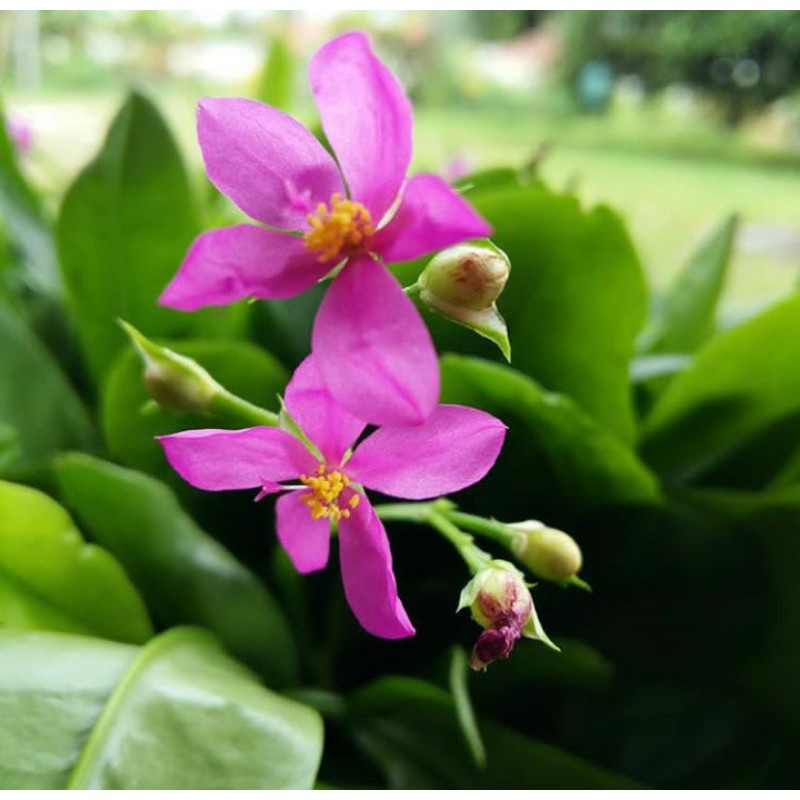 Tanaman Ginseng Jawa