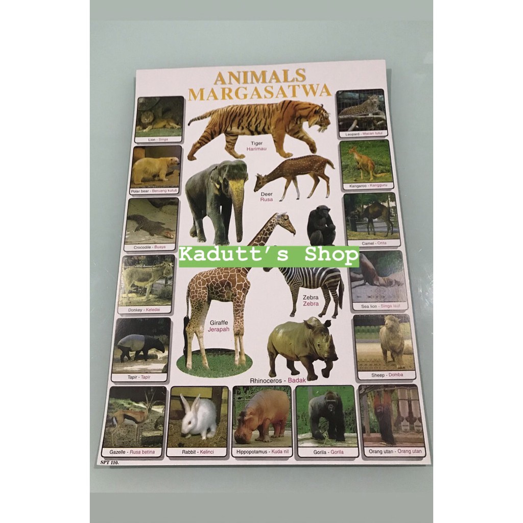 Jual Poster Edukasi Hewan Binatang Jinak Buas Animals Animal Mainan Murah Limited
